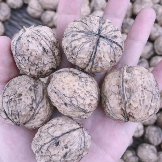 威宁县山核桃 老品种核桃