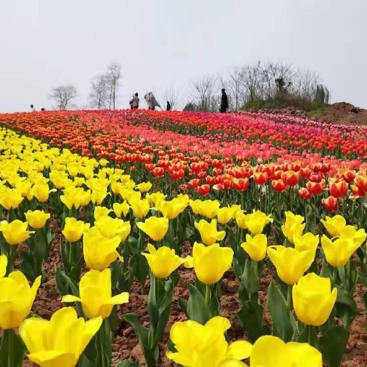 沭阳县郁金香种球鲜花种子重瓣批发荷兰郁金香大球水培盆栽带芽植物