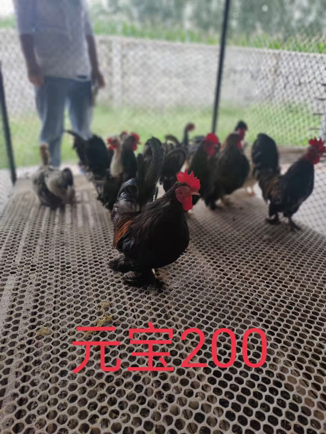 青铜尼古拉贝蒂娜火鸡脱温苗活体半大鸡雏出壳鸡包打疫苗厂家直销