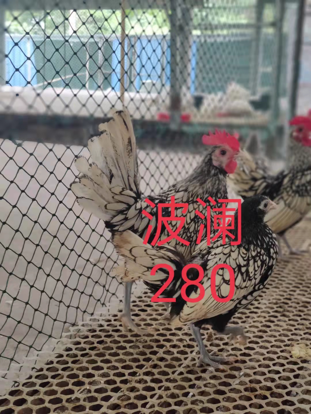 青铜尼古拉贝蒂娜火鸡脱温苗活体半大鸡雏出壳鸡包打疫苗厂家直销