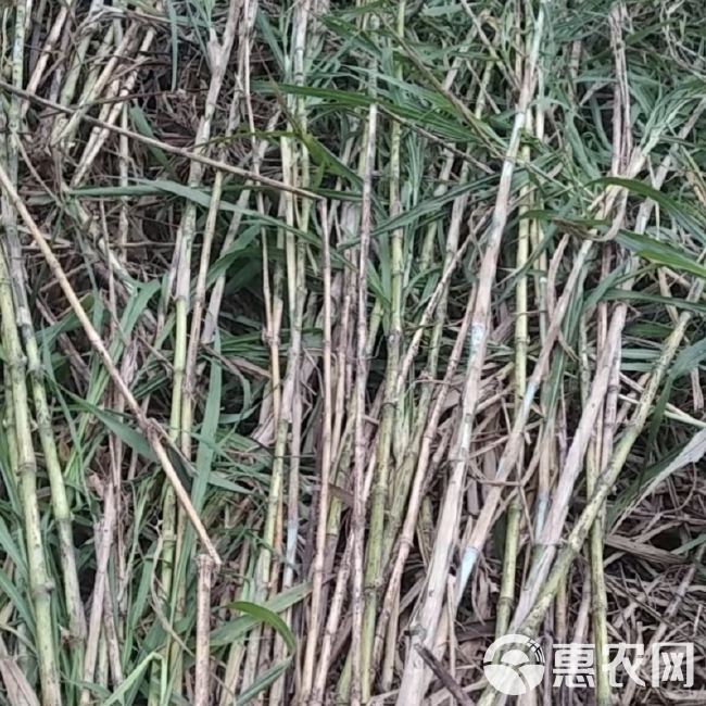 皇竹草长寿多年生四季高产牧草种子养殖牛羊鱼兔巨菌草子中包邮