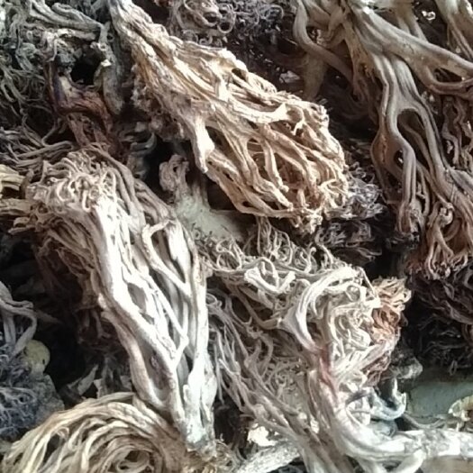 北京扫把菇 大量批发扫把菌，珊瑚菌