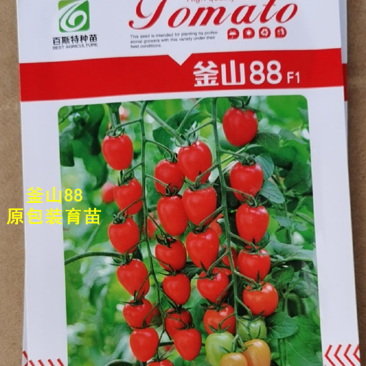 圣女果苗 小红釜山88圣女果苗 鸡心型 糖度10度左右