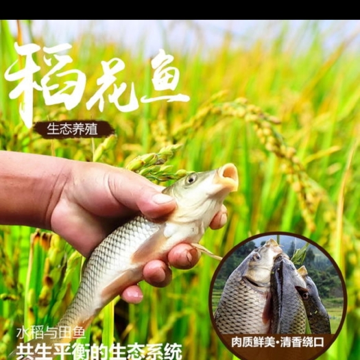 湘西苗族冬田稻花鱼，纯正的稻花鱼，味道一流。