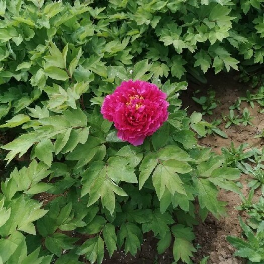 洛阳洛阳红  摧花牡丹，观赏牡丹，种植四到五年，