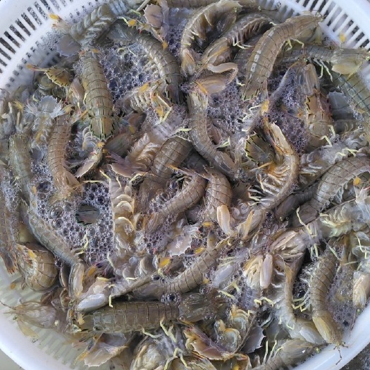 莱州市皮皮虾 船上拿货