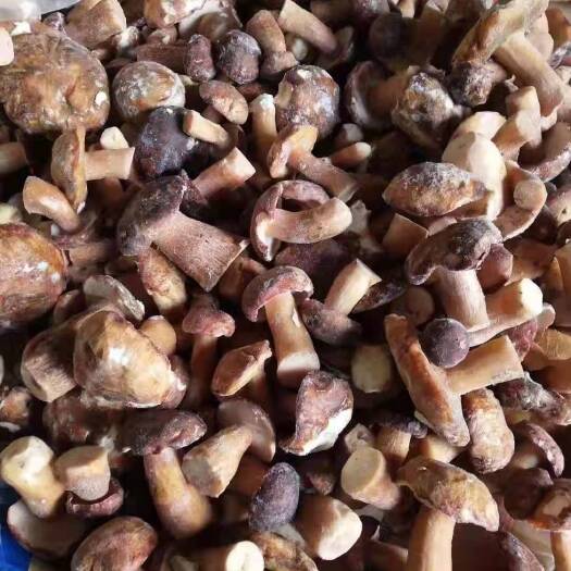 鹤庆县美味牛肝菌 鲜牛肝菌 