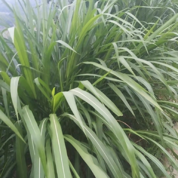 皇竹草长寿多年生四季高产牧草种子养殖牛羊鱼兔巨菌草子中包邮