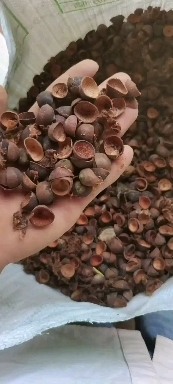 广昌县莲子壳