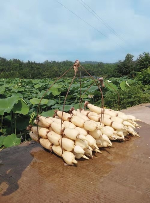 沭阳县巨无霸莲藕种苗 南斯拉夫雪莲藕种苗 巨无霸鄂莲6号食用高产种