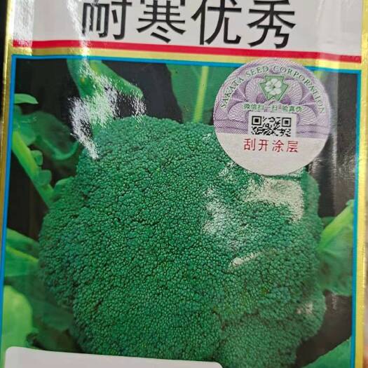 西兰花苗 耐寒优秀西兰花苗 早中熟 耐低温性好