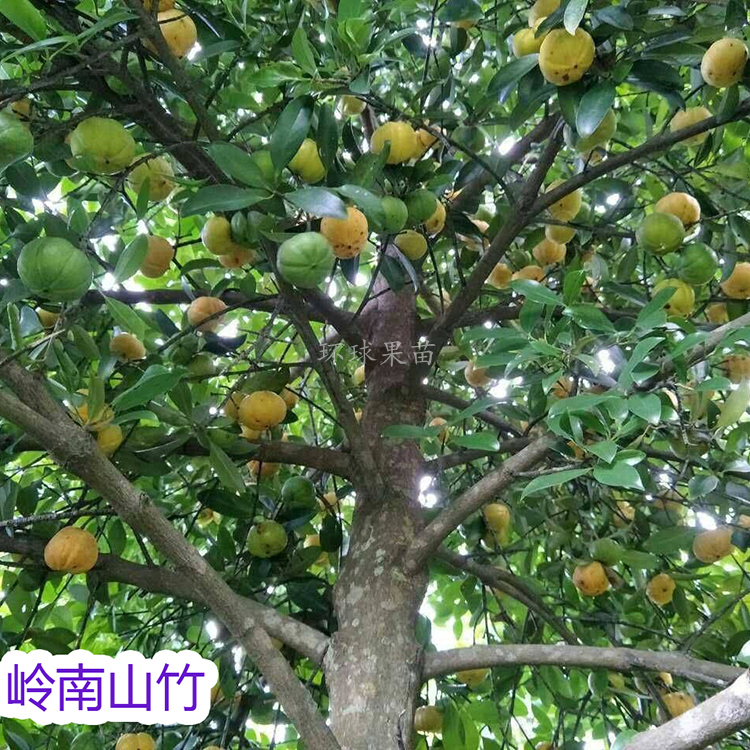 灵山县黄金山竹树苗  岭南山竹苗 野山竹苗 龙蒙树 绿化果树