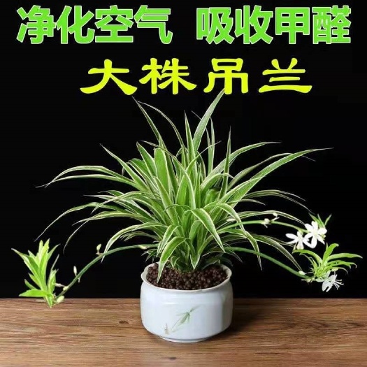 漳平市金边吊兰金边青叶自产自销大量有货