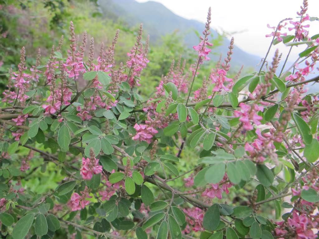 護(hù)坡草種子 廣西南寧邊坡綠化護(hù)坡草種草籽多花木蘭批發(fā)