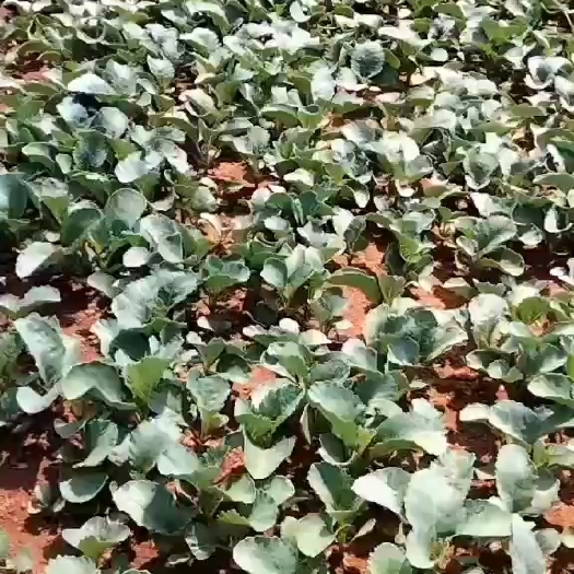 莆田 108天青梗松花菜苗