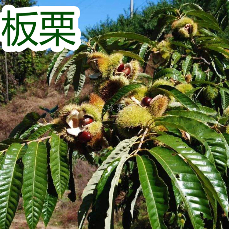 大红袍板栗苗 基地直销  南北方种植果树苗 环球果苗