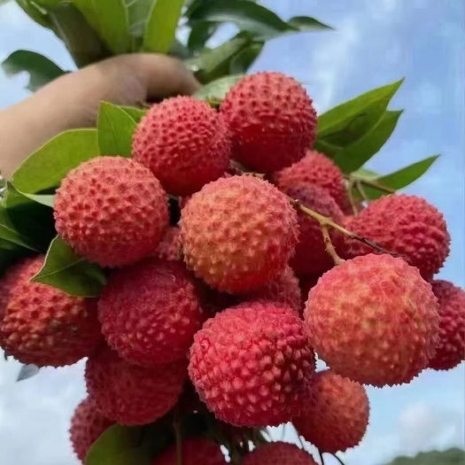 高州市嫁接苗 桂味荔枝苗 桂味荔枝鸭头绿果苗专业培育优质基