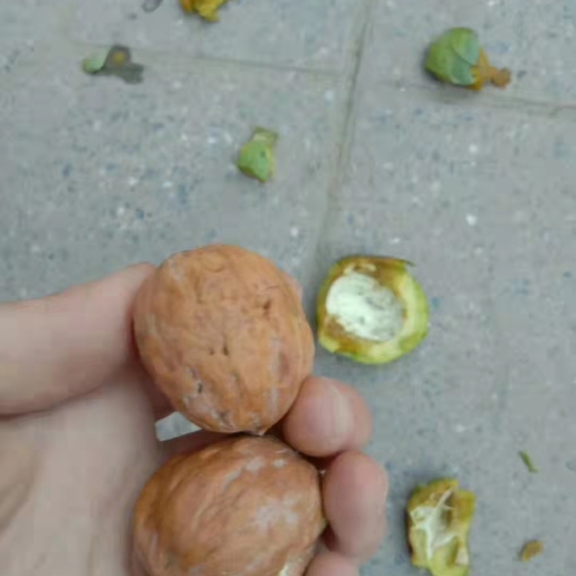 临猗县薄皮核桃  核桃