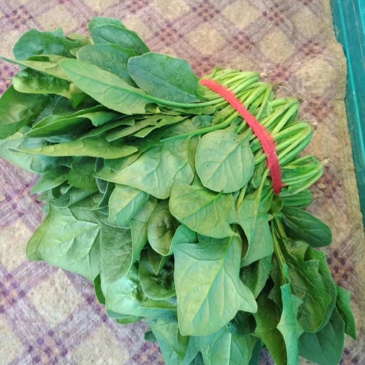 滑县大叶菠菜 10cm以下 