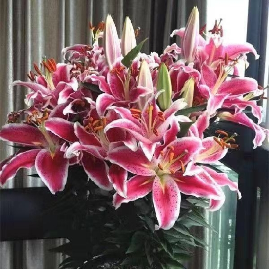沭阳县百合种球  香水百合花盆栽花卉观花植物室内花种子四