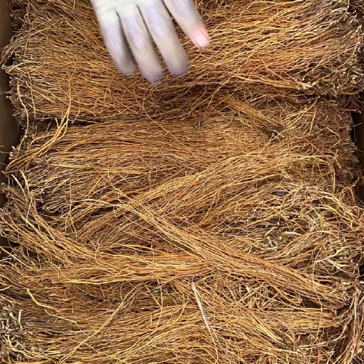 云县龙胆草直条