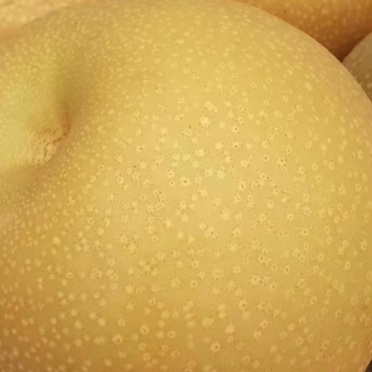 威县 秋月梨产地直发，皮薄肉厚自家果园没有中间商七两以上2.8一斤