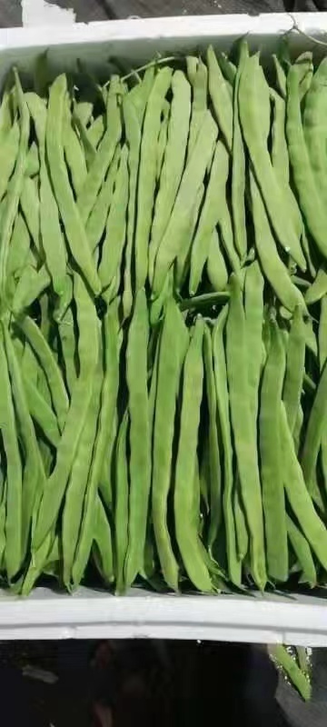 凌源市绿龙豆角 芸豆产地新货，品优价廉，大量上市。