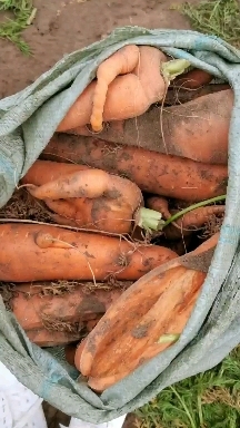 沽源县胡萝卜  胡萝卜次品 胡萝卜渣大量有货专。供养殖场 加工