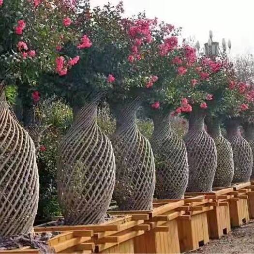 沭阳县造型海棠 