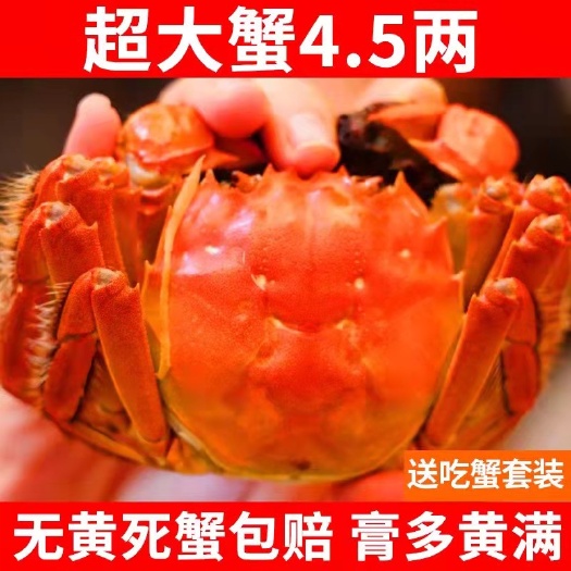 特大全母大闸蟹鲜活螃蟹河蟹湖水养殖母蟹现货水产礼盒装