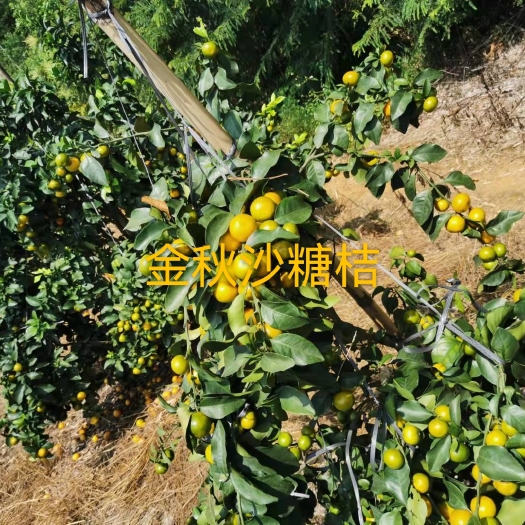 平南縣廣西平南縣廣鮮果業(yè)金秋沙糖桔上市預(yù)售