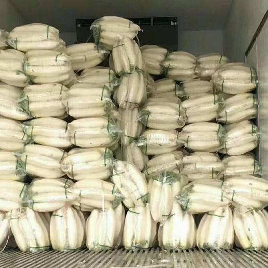 凌源市 产地白萝卜，大量上市，价格便宜，欢迎合作，物美价廉