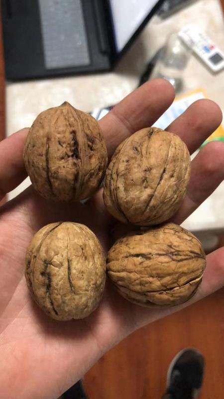 白水县 薄皮核桃