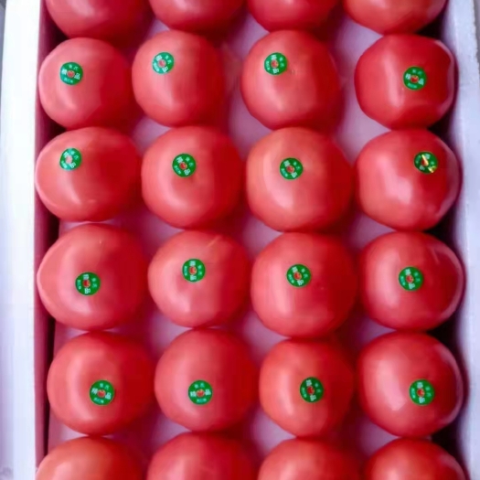 凌源市硬粉西红柿  产地直发西红柿，大量上市，价格便宜，欢迎合作，物美价廉