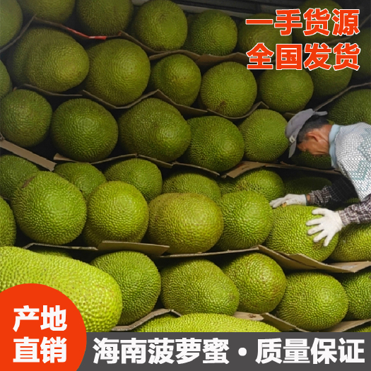 保亭县海南菠萝蜜/一手货源/自产自销/量大优惠