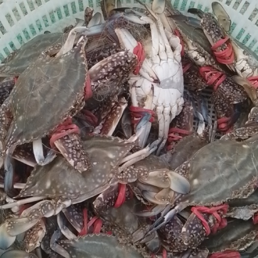 海阳市鲜活梭子蟹