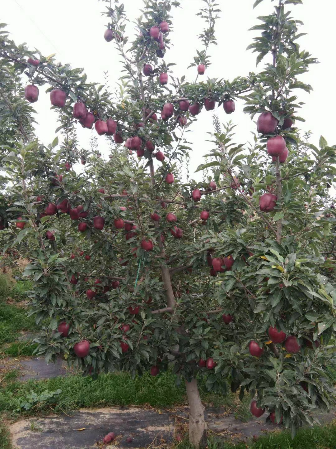 甘肃花牛苹果蛇果红苹果新鲜产地直发包邮脆甜可口一件代发