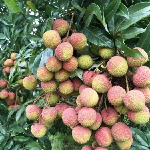 西安 欢贡·廉江荔枝