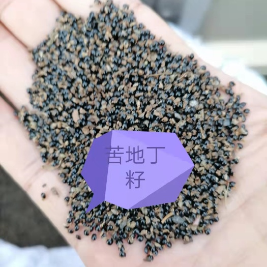 安国市苦地丁籽，籽干净，发芽率高，价钱低，一斤发货，邮费自付