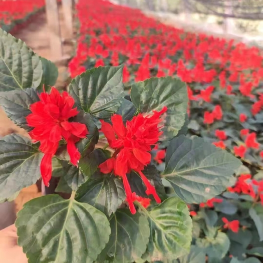 青州市一串红。国庆节用苗。花坛绿化