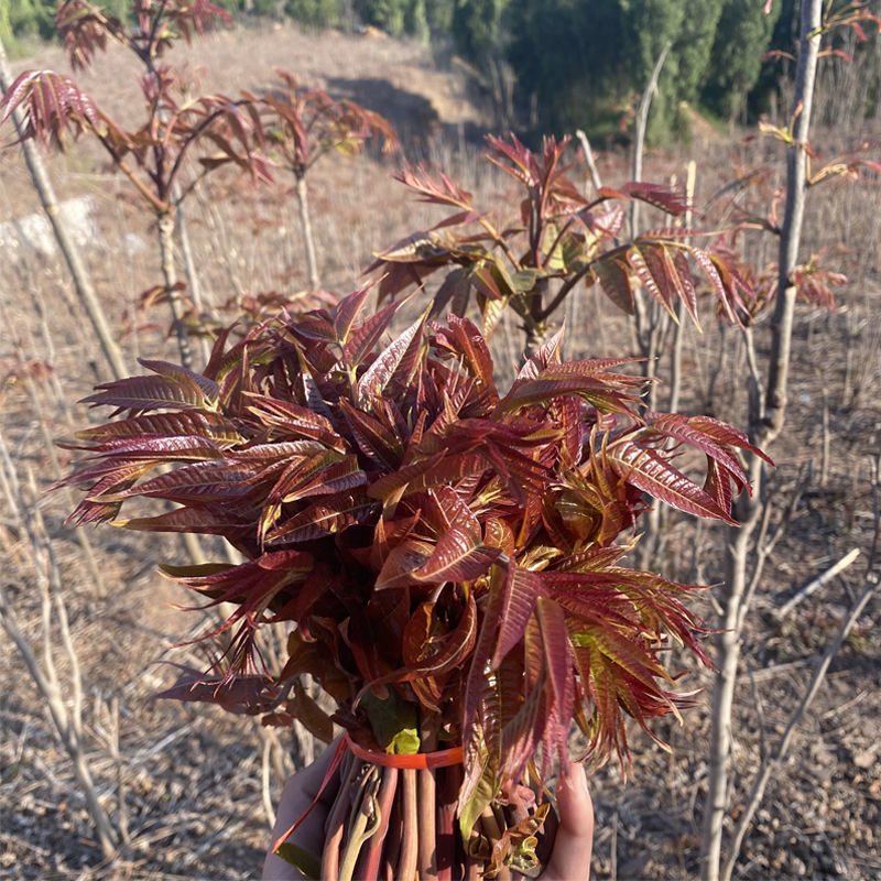 红油香椿树苗批发香椿苗盆栽地栽南北方阳台种植食用四季采摘抗寒