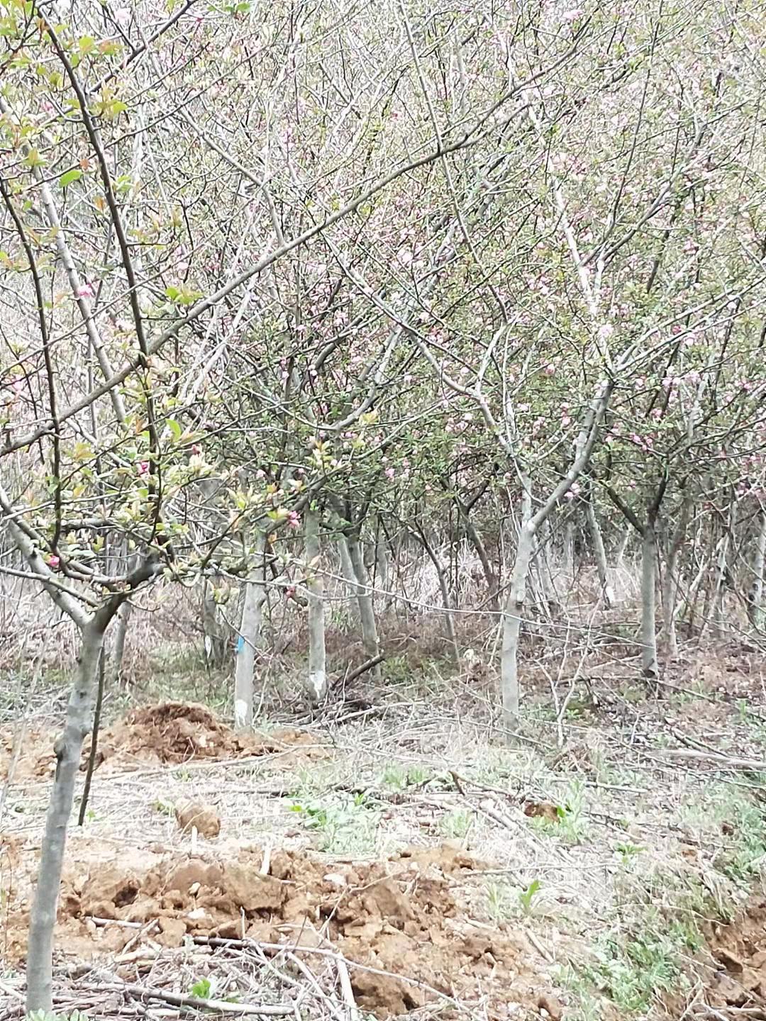 垂丝海棠大量出售