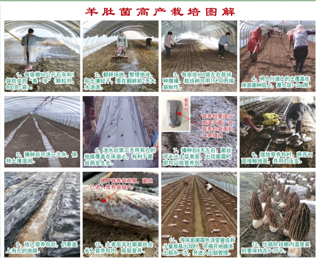 羊肚菌一亩地菌种400斤1800元免费提供技术服务回收产品