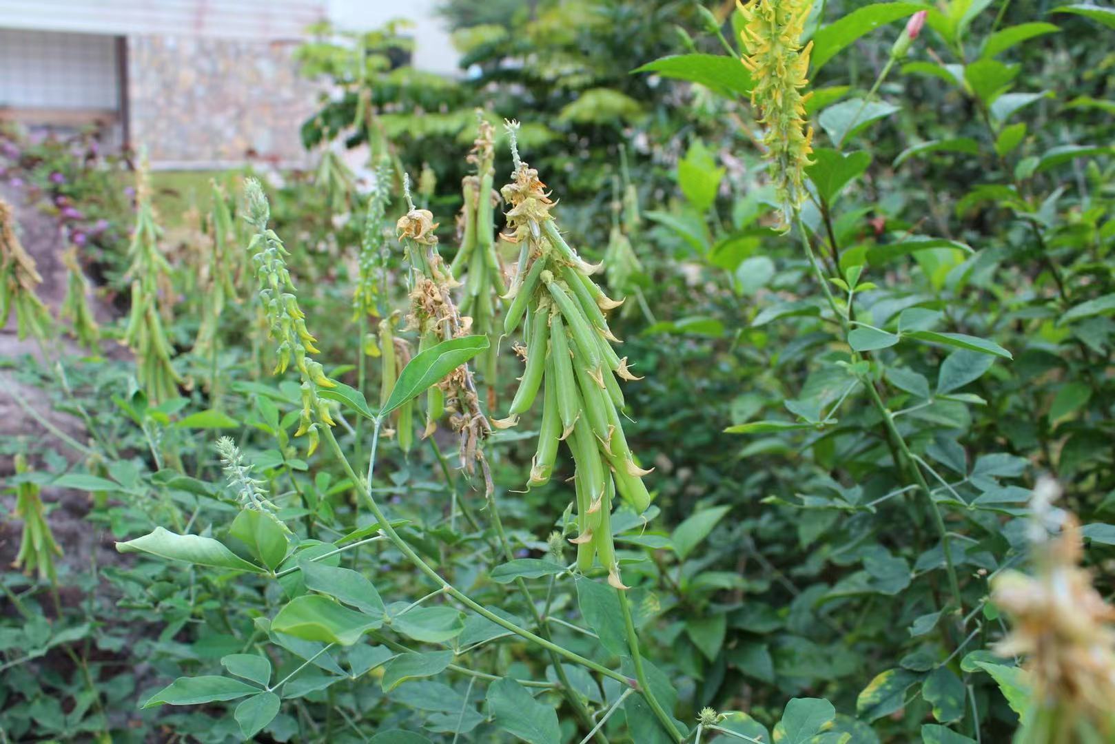 木豆种子 广西南宁边坡护坡灌木种子猪屎豆草种