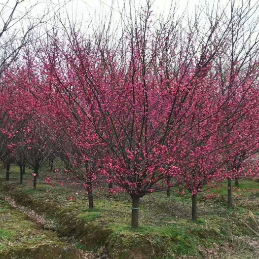 梅花树苗原生红梅树苗高杆骨里红梅花美化庭院阳台盆景花卉地栽苗