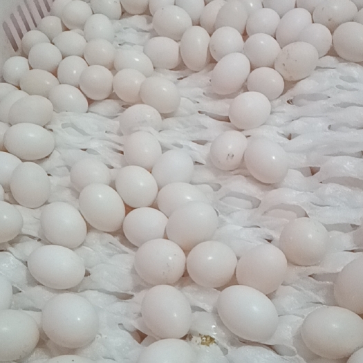 聊城 新鲜鸽子蛋农家白鸽蛋散养信鸽蛋宝宝辅食五谷杂粮非鹌鹑蛋