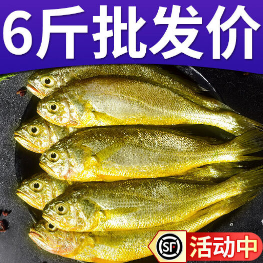 日照【顺丰包邮】大黄花鱼小黄鱼冷冻海捕深海黄花鱼烧烤食材批发包邮