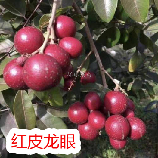 灵山县红壳龙眼苗 红皮龙眼苗 红壳龙眼树苗 果树苗 南北方种植 盆
