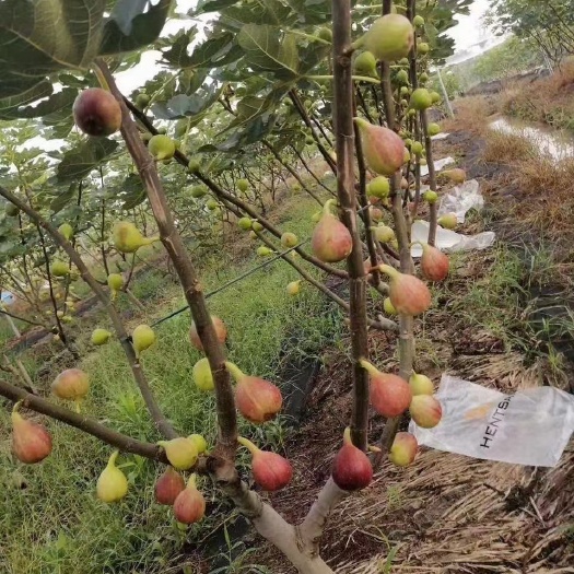 乐至县波姬红无花果苗  无花果苗波姬红无花果地苗无花果树苗【保品种