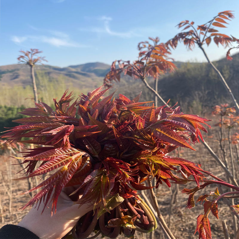 红油香椿树苗批发香椿苗盆栽地栽南北方阳台种植食用四季采摘抗寒